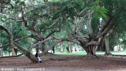 Kandy, orto botanico