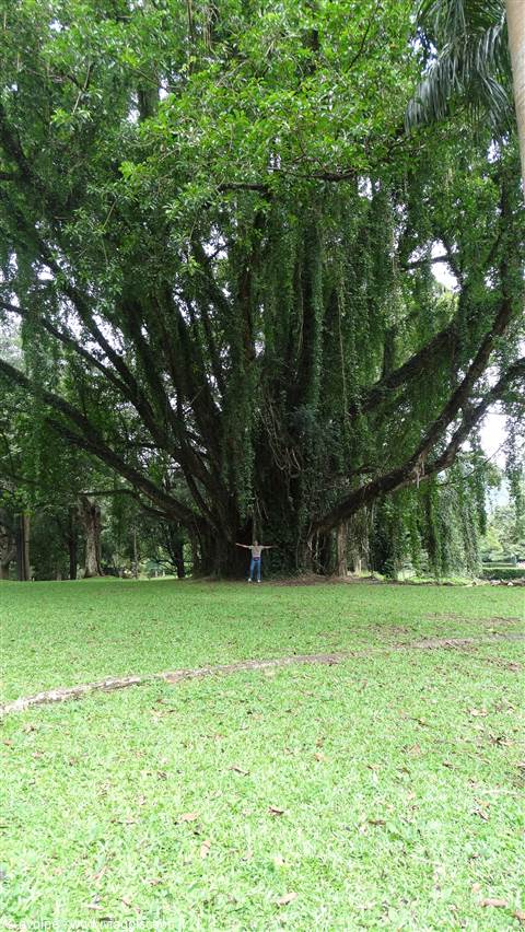 Kandy, orto botanico