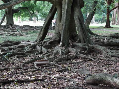 Kandy, orto botanico