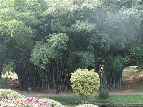 Kandy, orto botanico