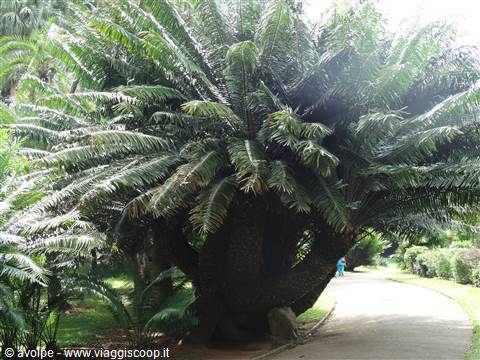 Kandy, orto botanico