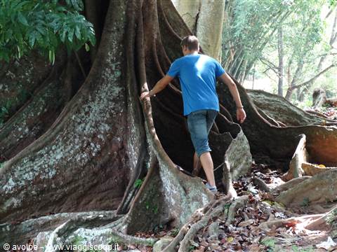 Kandy, orto botanico