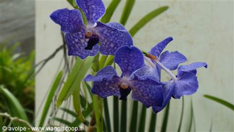 Kandy, orto botanico