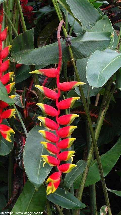 Kandy, orto botanico