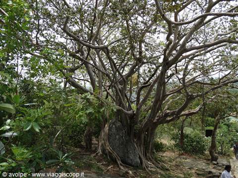 Dambulla