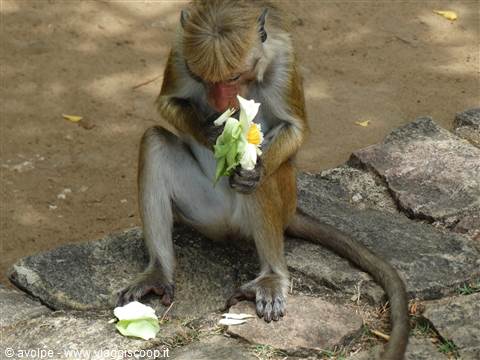 Dambulla