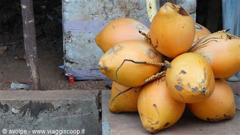 Frutta, il cocco reale