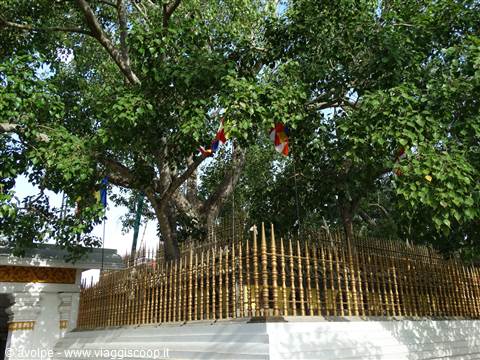 Anuradaphura, Albero sacro del Bo