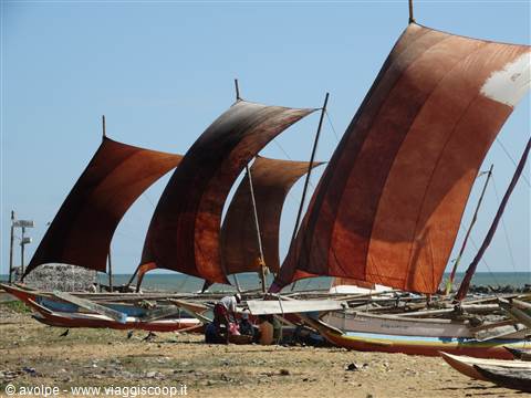 Negombo, barche a bilanciere