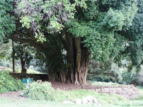 Giardino di Kirstenbosch