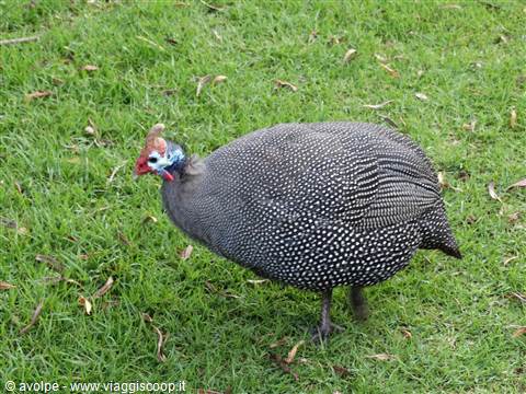 Giardino di Kirstenbosch