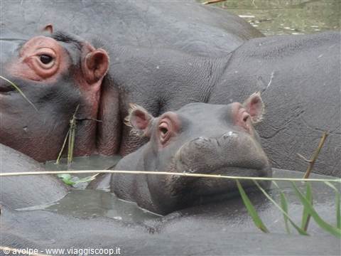 iSimangaliso