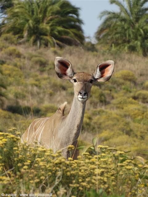 iSimangaliso