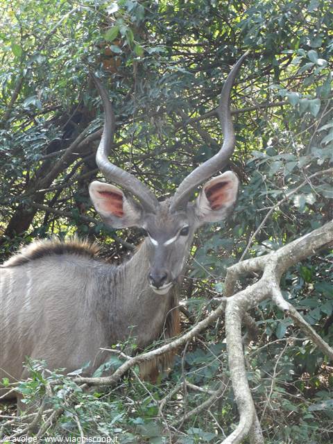 iSimangaliso