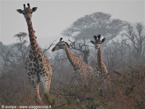 Tembe