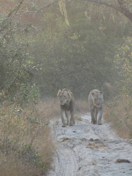 Tembe