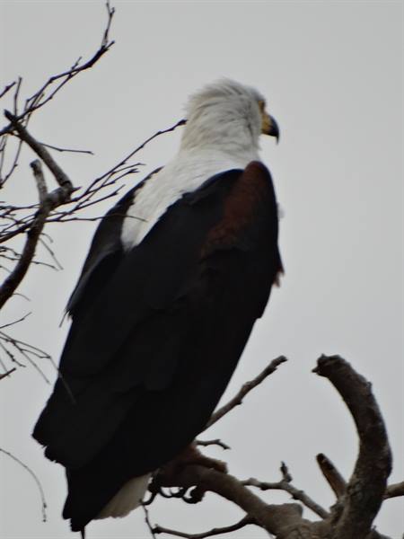 Kruger