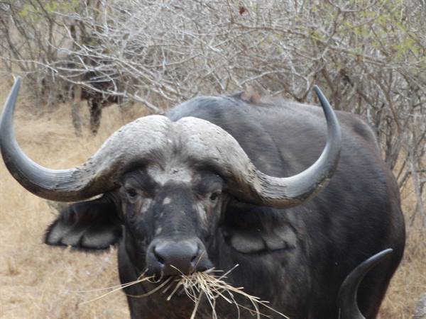 Kruger