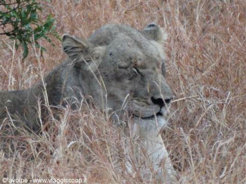 Kruger
