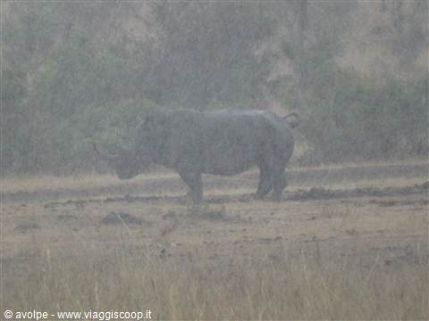 Kruger