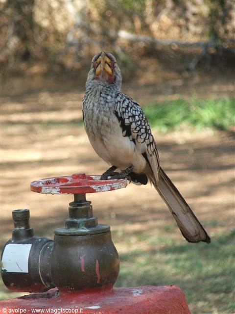 Kruger