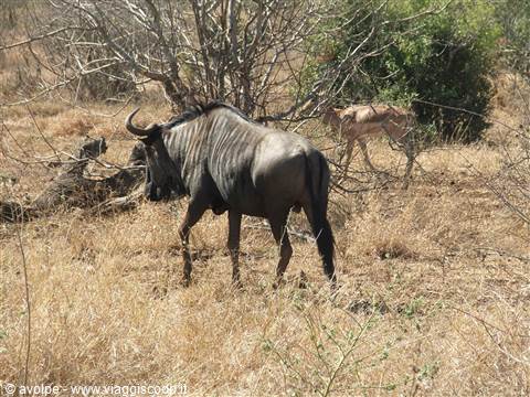 Kruger