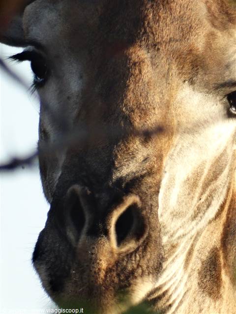 Kruger