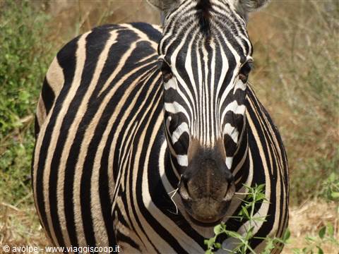 Zebra!