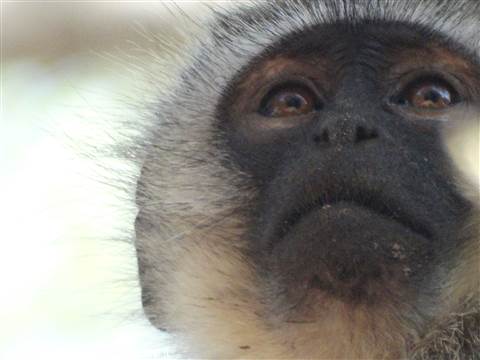 Cercopiteco.