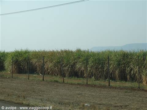 Canna da zucchero