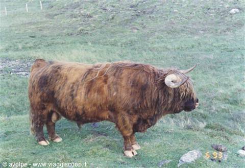 bull