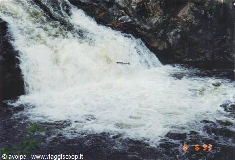 Falls of Shin,salmoni che risalgono la corrente