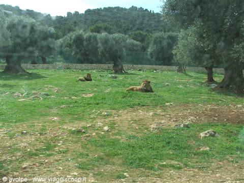 Fasano, Zoo Safari