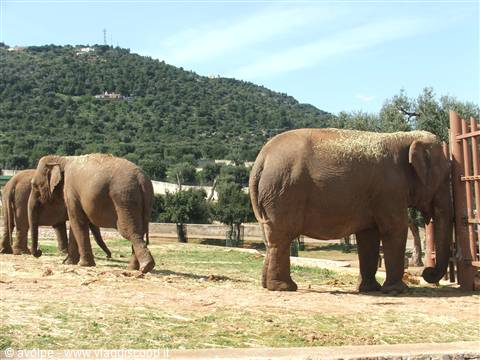 Fasano, Zoo Safari