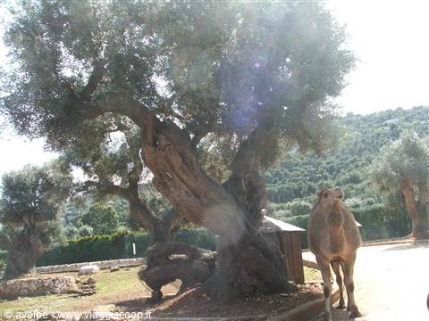 Fasano, Zoo Safari