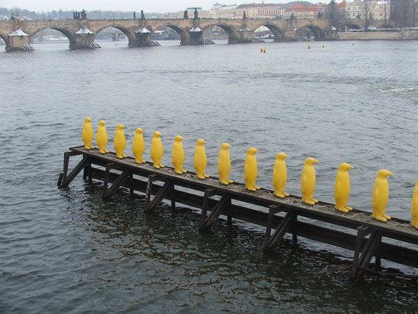 Pinguini sulla Moldava