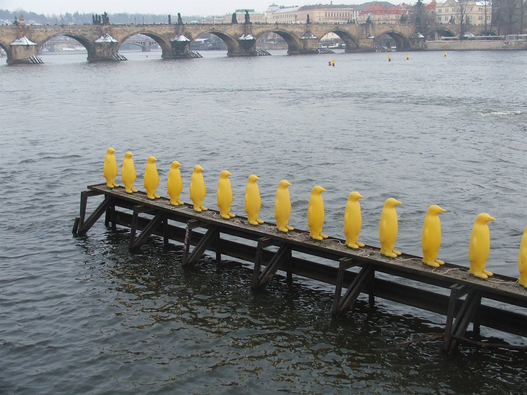 Pinguini sulla Moldava