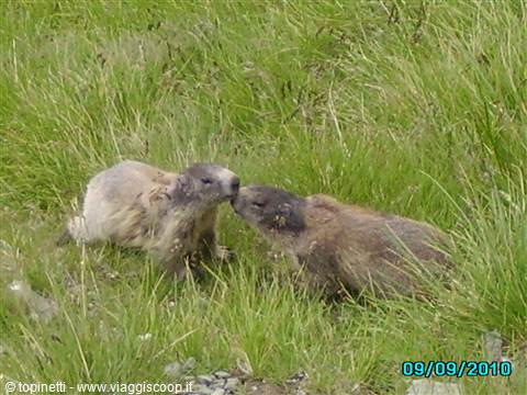 Marmotte sul ghiacciaaio