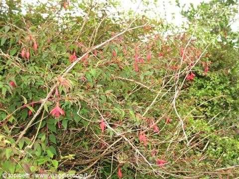 Fucsia selvatica