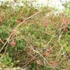Fucsia selvatica IRLANDA 