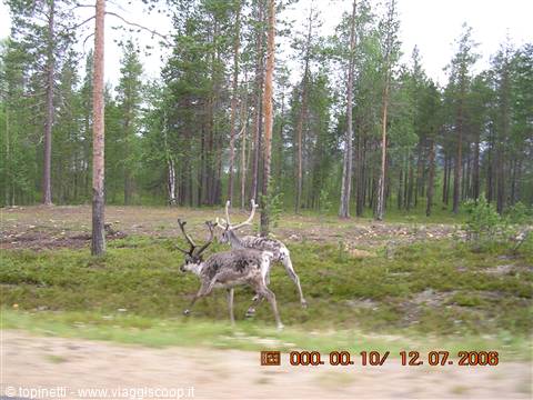Finnmark finlandese