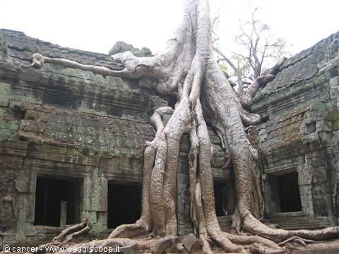 Angkor Wat- La natura della foresta