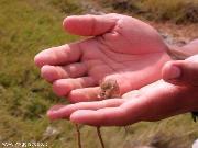 Un piccolo abitante del vulcano...