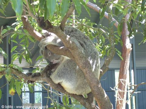 Intervallo... koala