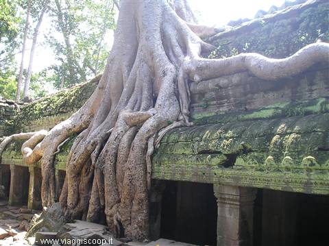 Angkor - Ta Prohm Temple