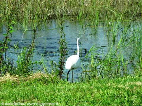 Everglades