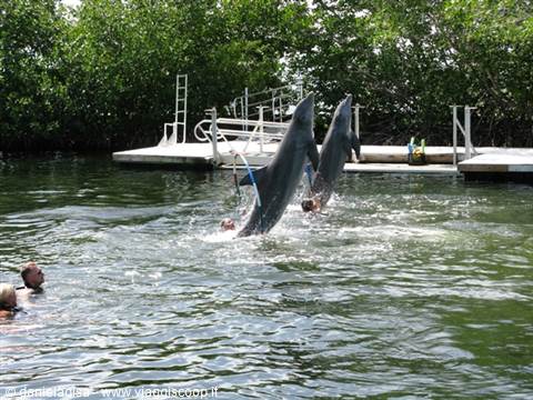 Key Largo - Dolphin Cove