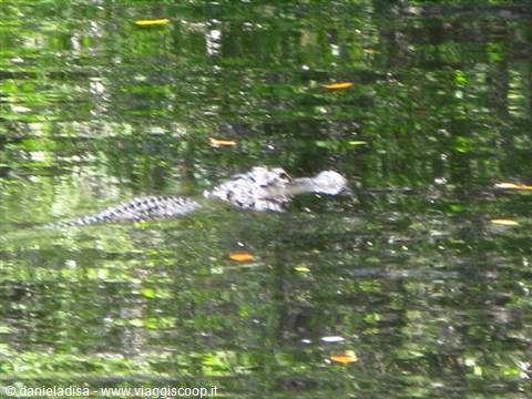 Everglades - alligatore