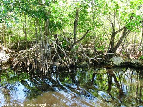 Everglades - mangrovie