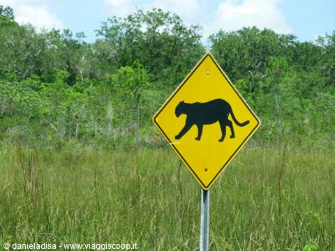 Everglades: attraversamento animali
